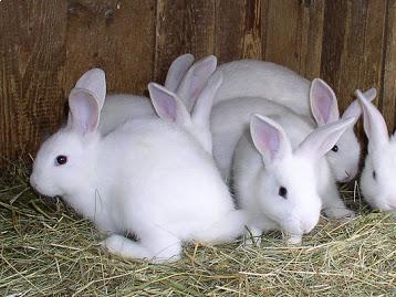 Rabbits