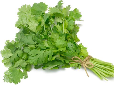 Coriander