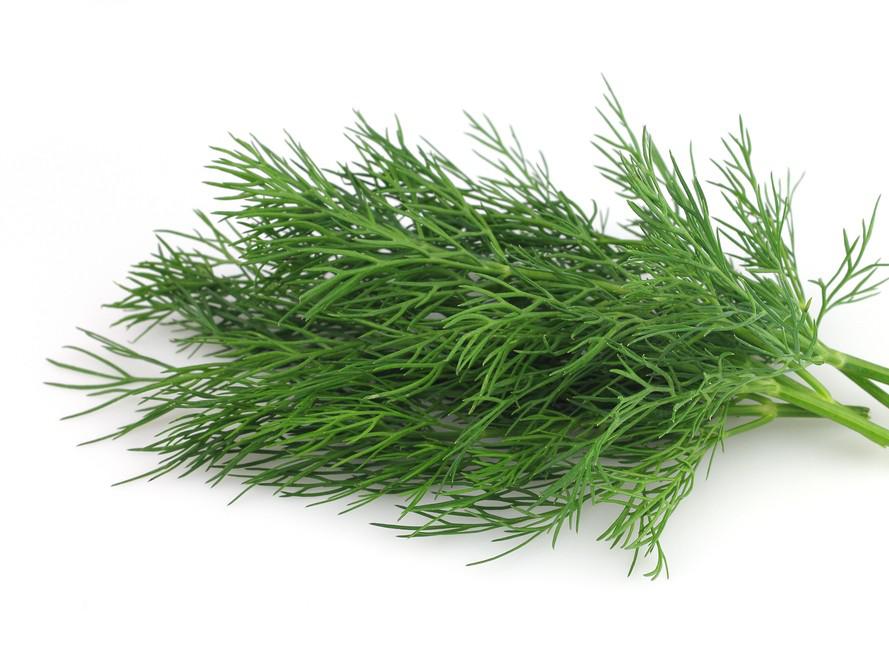 Dill