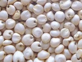 White sorghum