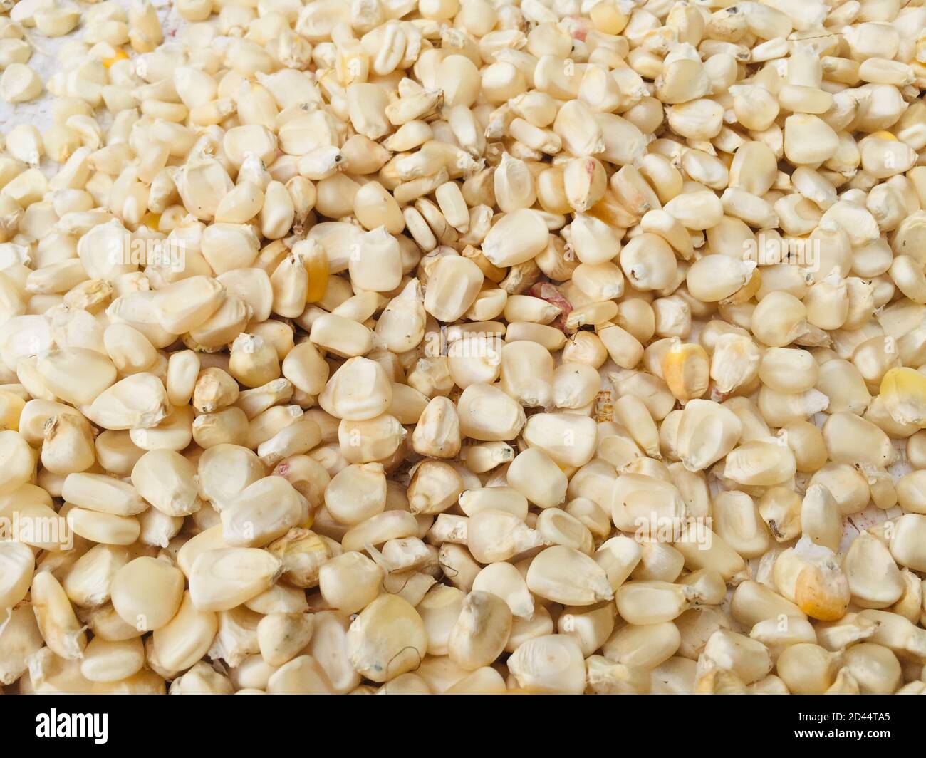 Maize