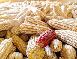 Maize