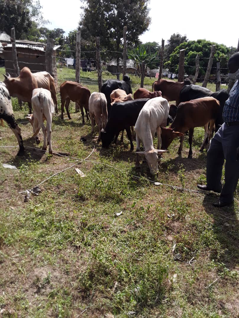 Cattle traders market 