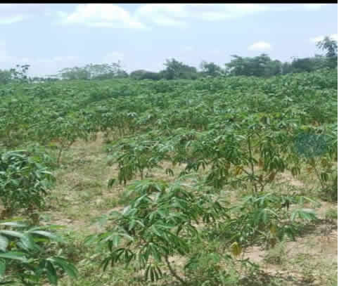 Cassava