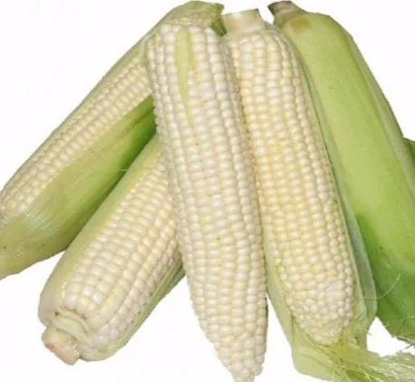 Maize corn - NO GMO 