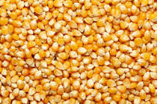 Maize