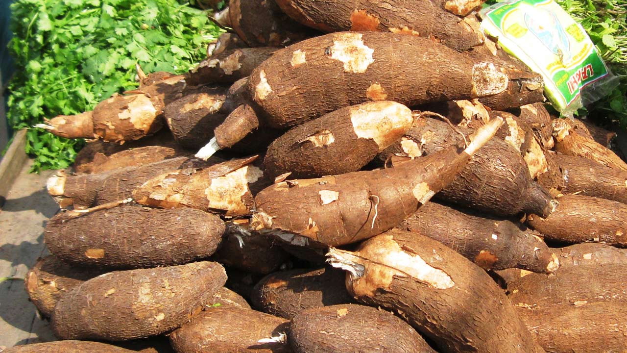 Cassava