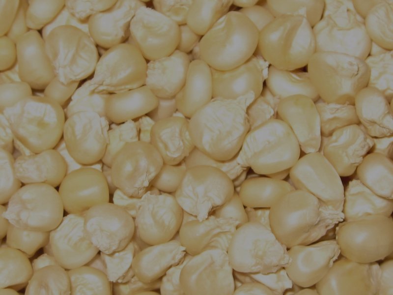 MAIZE