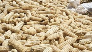 MAIZE