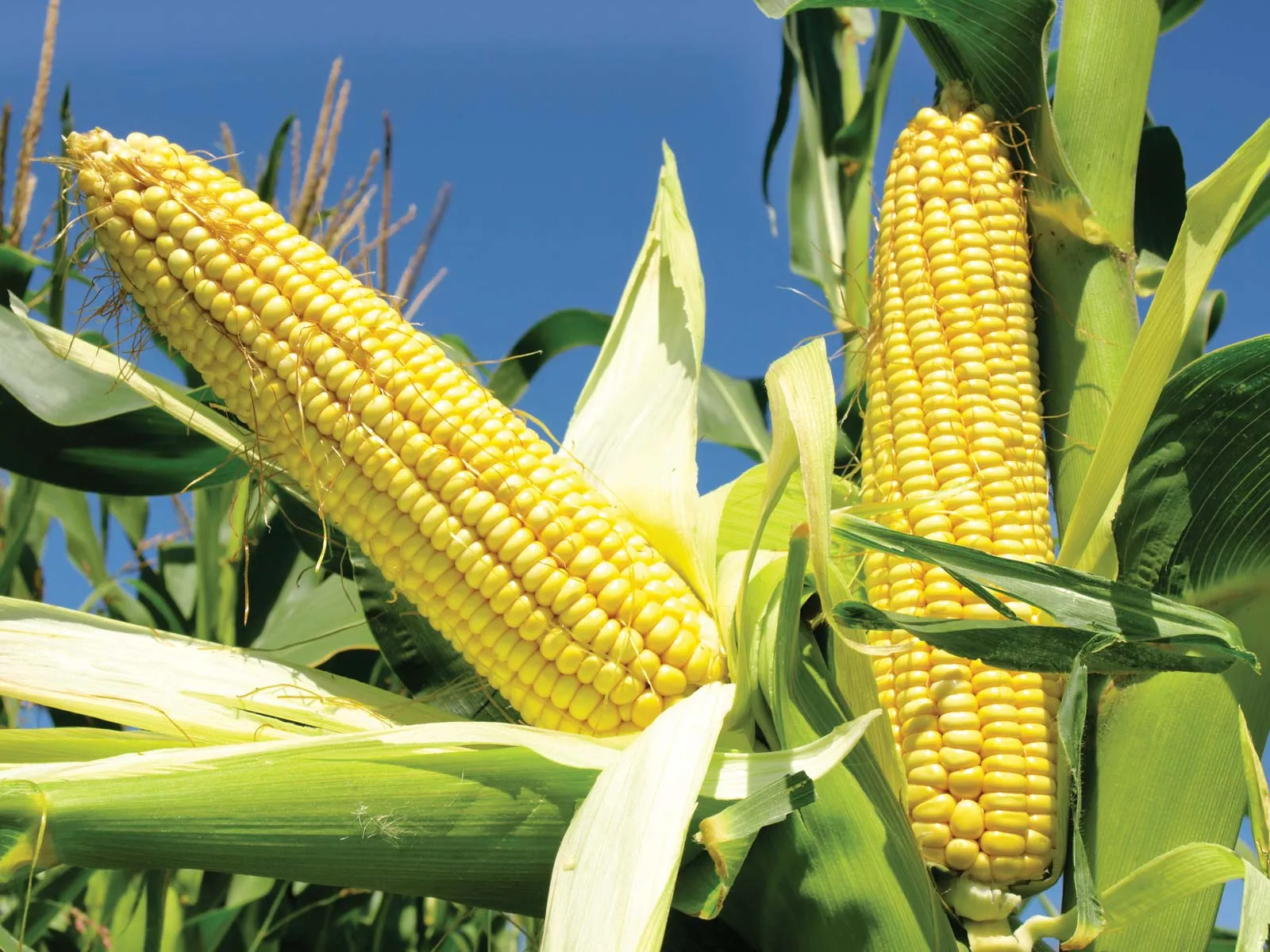 Maize/Corn