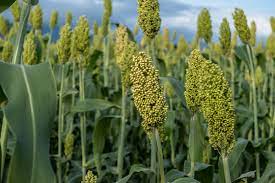 SORGHUM