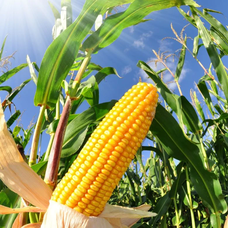 Maize